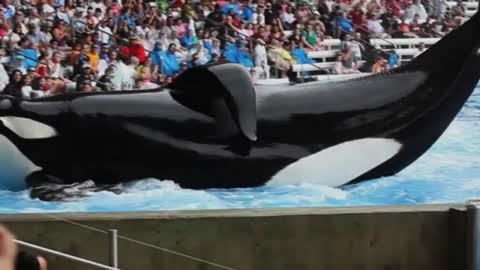 SeaWorld killer whale 'tries to drown trainer' in front of horrified audience.