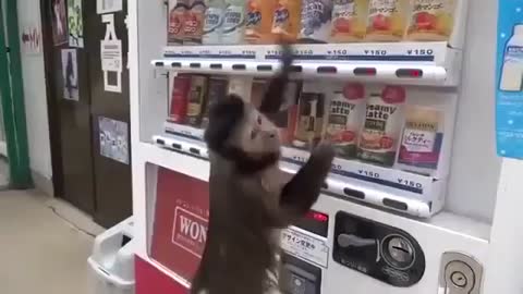 Watch This Cute Little Monkey tried to use the Machine for the first time 🙈😂