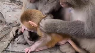 baby monkey cute animals 16