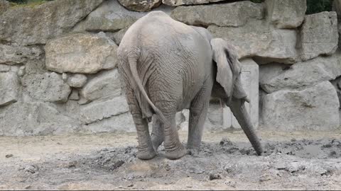 Elephant born baby elephant