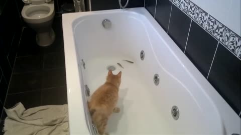 Cat dives for fish in the bathroom.