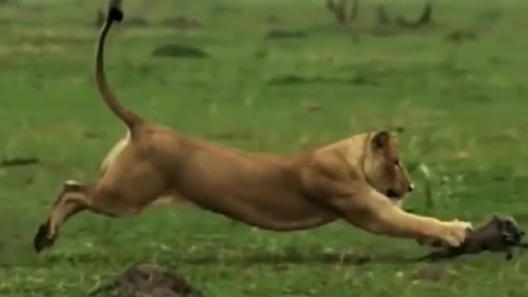 A lion catches a small warthog