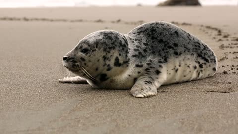 Seal on The Beach - Looks Awesome
