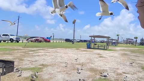 Feeding hungry seagulls