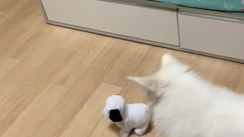 Puppy fighting with a puppy doll
