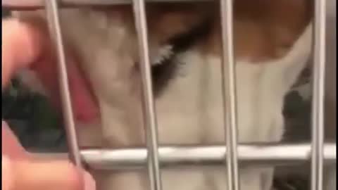 So Sad This Caged Dogy