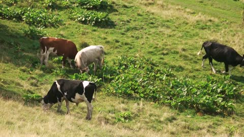 Cows grazing on green meadow on a sunny day. Farm animals on pasture. Ecological food production
