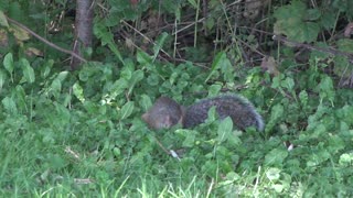 Just a close up of a Squirrels