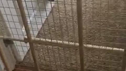 Smooth kitty jumps over gate like bunny rabbit