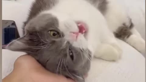 So sweet cat in funny