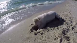 Cachorro cava agujero en la arena, se enoja cuando el océano lo vuelve a llenar