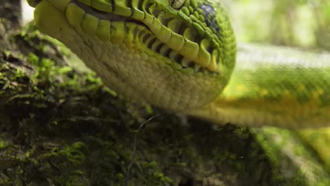 🐍😲 Unbelievable Slowmo Footage of Amazon Basin Emerald Tree Boa Yawning! 😲🐍