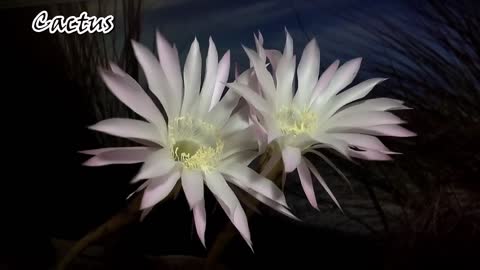 Cactus Flowers