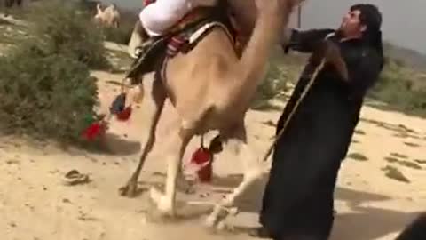 Funny camel video