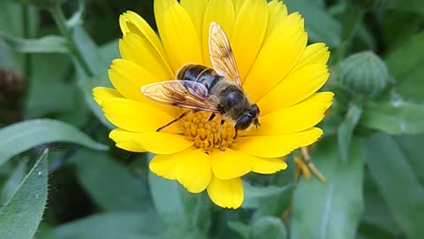 Beautiful bee Collecting Nectar from flowers