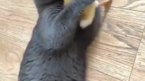 the cat is playing with his favorite toy