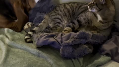 Basset Hound Wants to Play With Cat