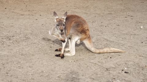 Close Up Shot of a Kangaroo Itching in the Sand