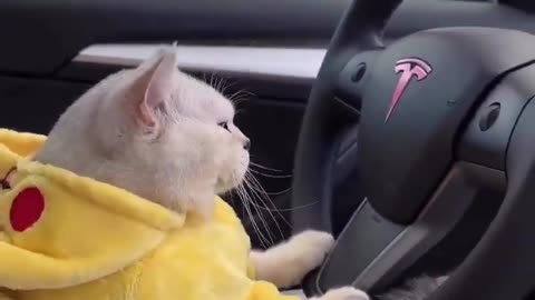 Cat drive a Car 🚗 Funny video