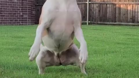 Funniest and Cutest Dog Training New #Shorts, #39