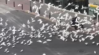 Flock of Pigeons Surround Lone Shopper