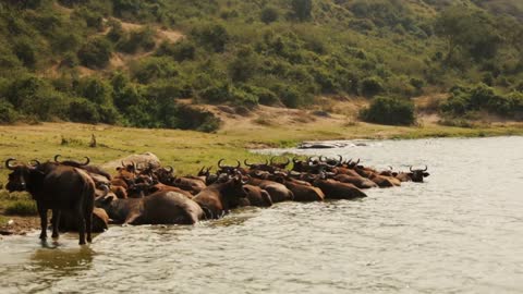 A large herd of wildebeest cool off along an African riverbank