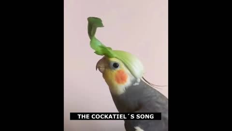 The beautiful singing of a cockatiel...