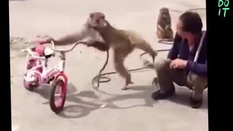 funny monkey smokes and still hits