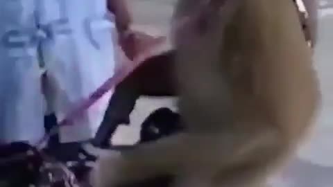 monkey playing guitar very funny