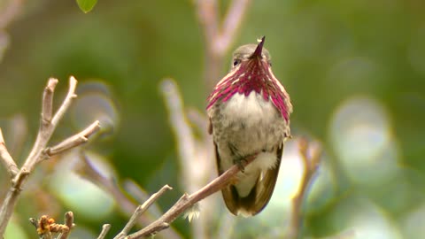 A male Calliope Hummingbird perches on a small branch1