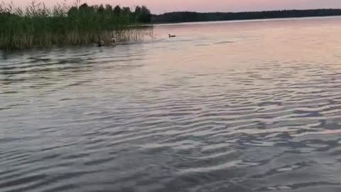 The dog runs along the water to catch a duck