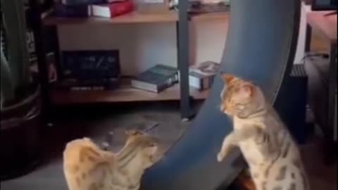 Funny Cat video