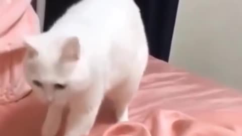 Cat dancing to the beat of the music