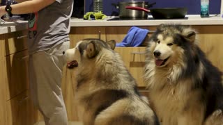 Two Dogs Sitting Besides Their Owner.