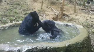 Rescued Bears Enjoy a Relaxing Pool Party