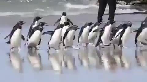 Penguin having fun