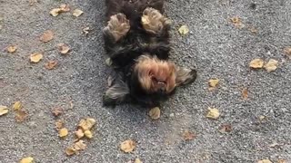 Dog laying on its back and wagging its tail