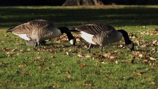 Female Geese Getting Some Fresh Worms Out For Eating