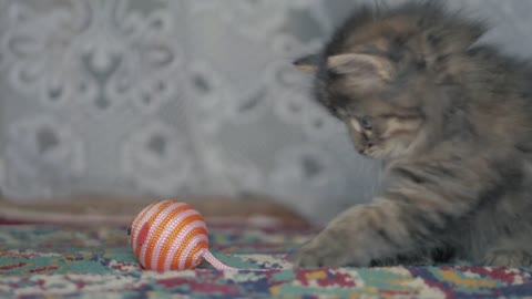 Cute gray kitten plays on carpet at home