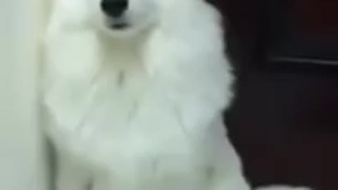 Dog Samoyed Cute