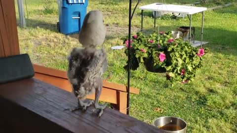 getting down with some biggie! Hilarious dancing parrot loves to tap dance
