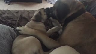 Huge English Mastiff playing with puppy Mastiff