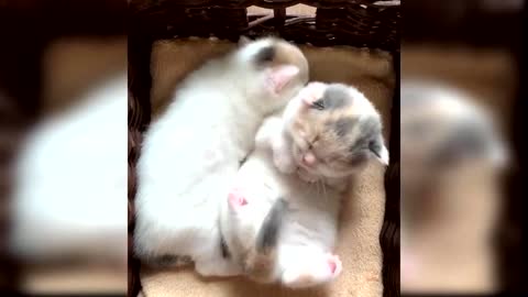 TRY NOT TO LAUGH CAT VIDEOS 😽 MORE CUTE AND FUNNY PART 1