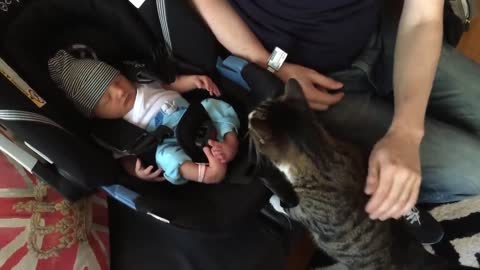Cats Meeting Babies for the FIRST Time NEW