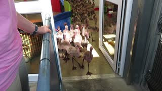 Adorable baby flamingo parade will melt your heart!