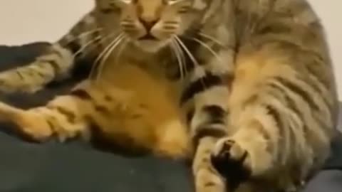 Funny and cute cats compilation