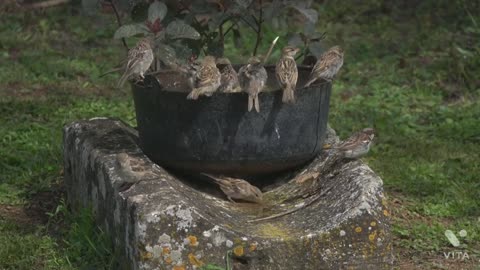 Sparrow taking bath after eating_ wildlife