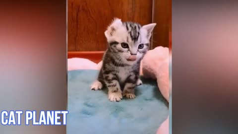 Cute and Funny Cat Videos Compilation Baby Cats !!!