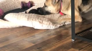 Doggy Is Peeved that New Sibling Steals Bed