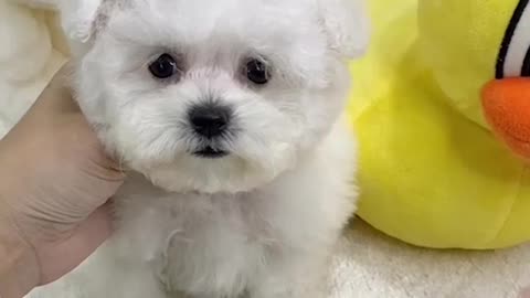 Bichon Frisé